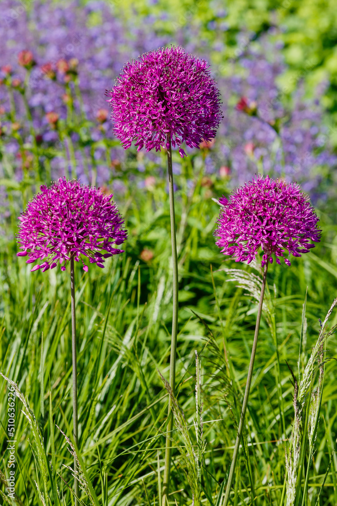 Fototapeta premium Giant Onion (Allium Giganteum) blooming. Field of Allium _ ornamental onion