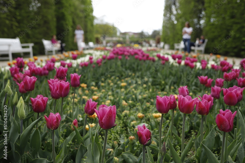 Tulipany liliowe w parku