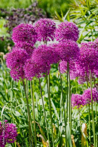 Giant Onion  Allium Giganteum  blooming. Field of Allium or ornamental onion.