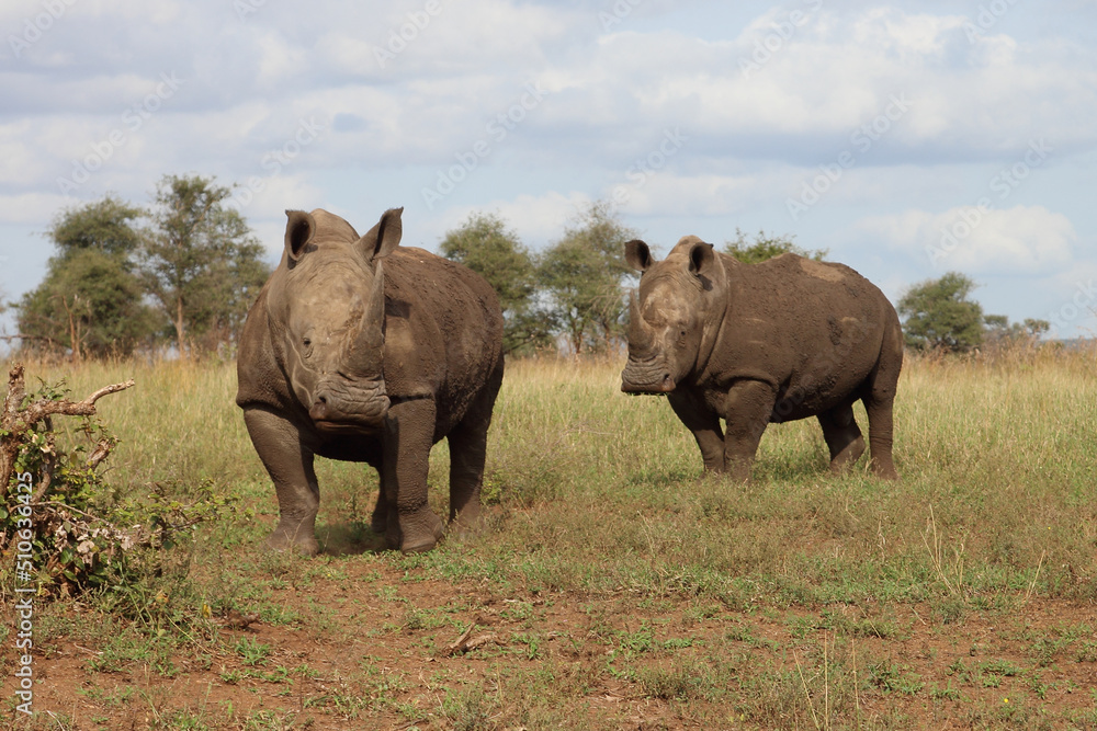 Breitmaulnashorn / Square-lipped rhinoceros / Ceratotherium simum Breitmaulnashorn / Square-lipped rhinoceros / Ceratotherium simum