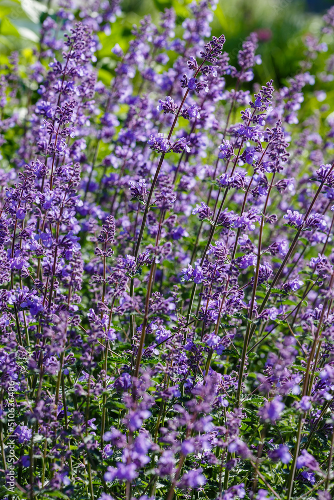 Catnip flowers (Nepeta ) in grass garden. Catnip is aromatic plants. Catnip flowers (Nepeta ) in grass garden. Catnip is aromatic plants.