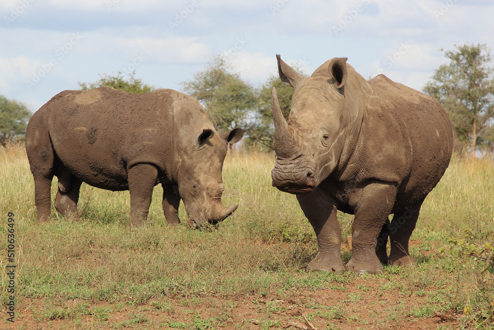 Breitmaulnashorn / Square-lipped rhinoceros / Ceratotherium simum Breitmaulnashorn / Square-lipped rhinoceros / Ceratotherium simum