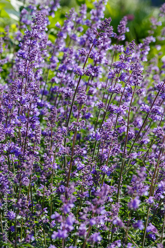 Catnip flowers  Nepeta   in grass garden. Catnip is aromatic plants.