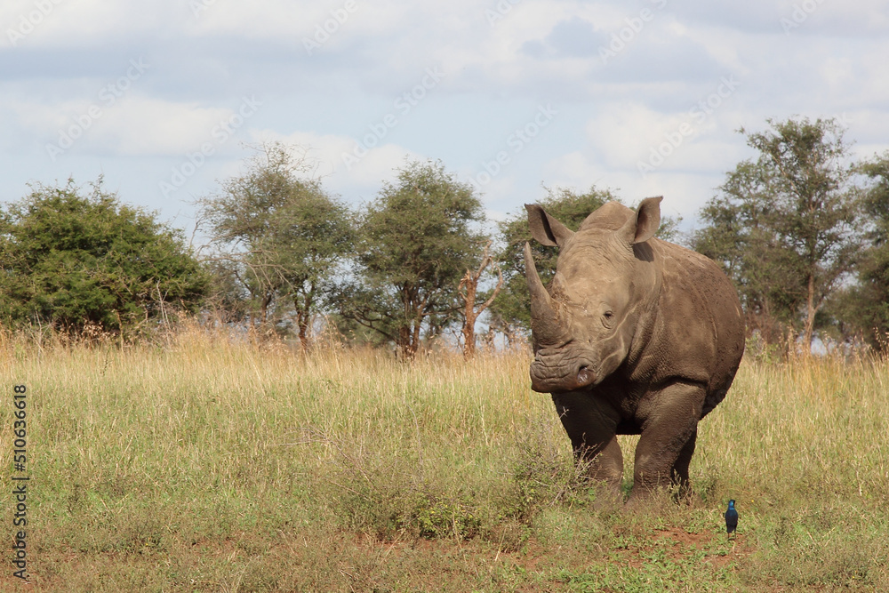 Naklejka premium Breitmaulnashorn und Riesenglanzstar / Square-lipped rhinoceros and Burchell's starling / Ceratotherium simum et Lamprotornis australis