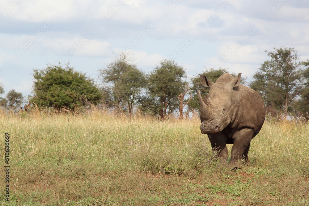 Naklejka premium Breitmaulnashorn / Square-lipped rhinoceros / Ceratotherium simum
