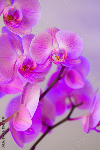 Fototapeta Naklejka Na Ścianę i Meble -  Primer plano de una Orquídea de tonos rosas y morados. Planta de orquídea plano macro. 