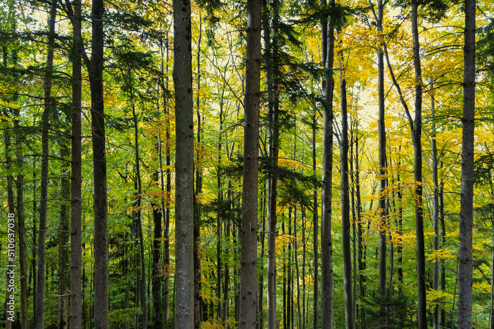 sun rays through the forest