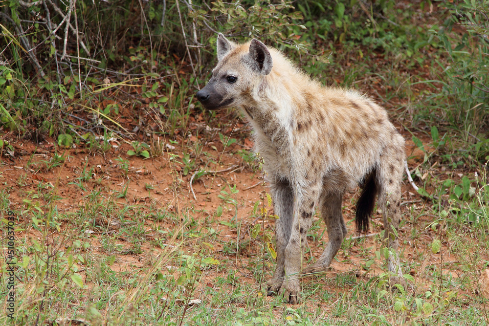 Tüpfelhyäne / Spotted hyaena / Crocuta crocuta... Tüpfelhyäne / Spotted hyaena / Crocuta crocuta...