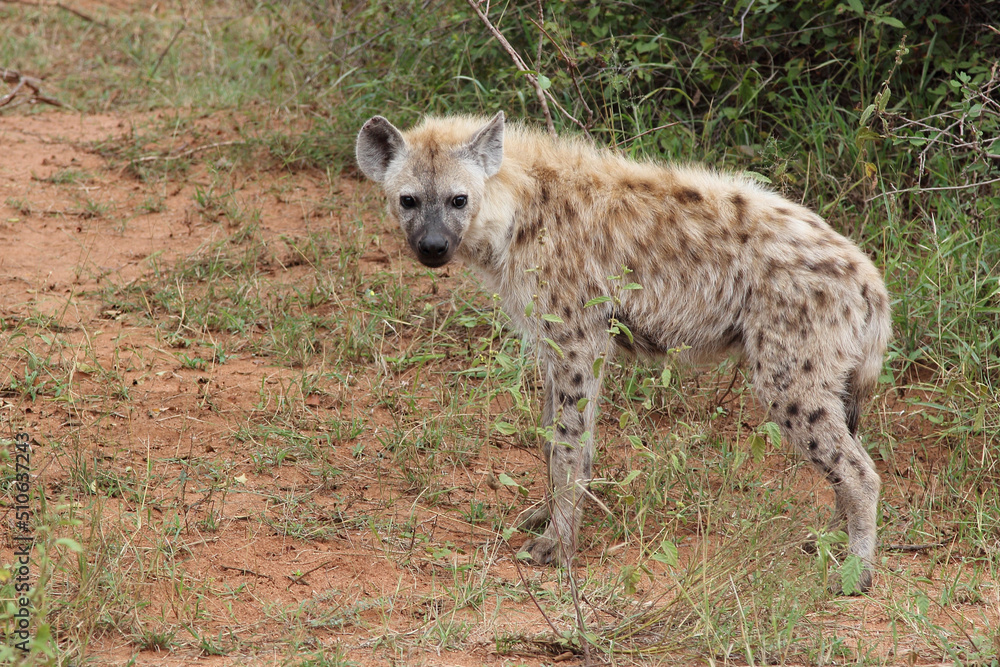 Tüpfelhyäne / Spotted hyaena / Crocuta crocuta... Tüpfelhyäne / Spotted hyaena / Crocuta crocuta...