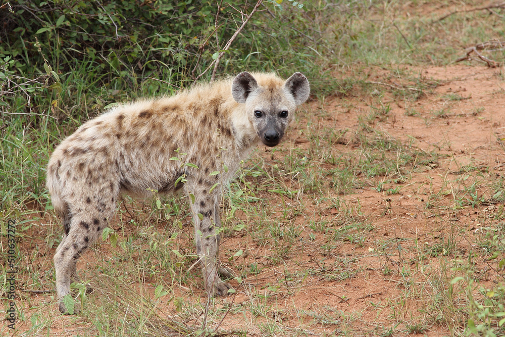 Tüpfelhyäne / Spotted hyaena / Crocuta crocuta... Tüpfelhyäne / Spotted hyaena / Crocuta crocuta...