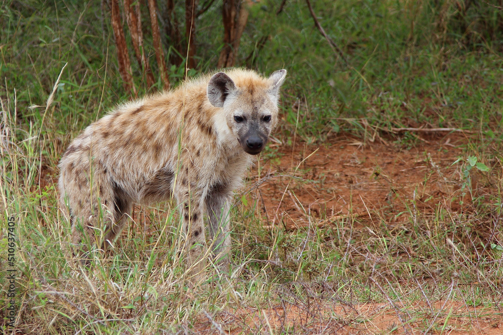 Tüpfelhyäne / Spotted hyaena / Crocuta crocuta... Tüpfelhyäne / Spotted hyaena / Crocuta crocuta...