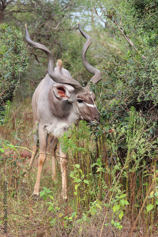 Großer Kudu / Greater kudu / Tragelaphus strepsiceros Großer Kudu / Greater kudu / Tragelaphus strepsiceros