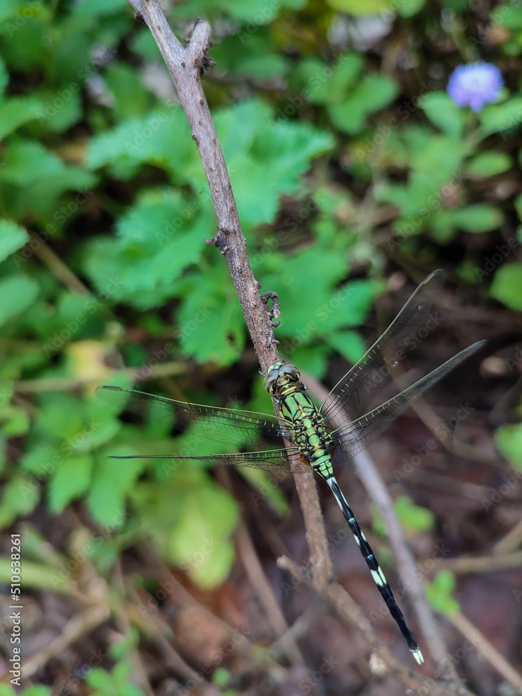 Close up photo of a green dragonfly Close up photo of a green dragonfly
