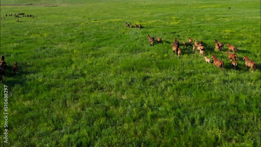 Wild Horses Running, Wild mustangs run on the beautiful green grass, Dust from under the hooves. Herd of horses, mustangs running on steppes aerial view. Slow motion, 10 bit color video Wild Horses Running, Wild mustangs run on the beautiful green grass, Dust from under the hooves. Herd of horses, mustangs running on steppes aerial view. Slow motion, 10 bit color video