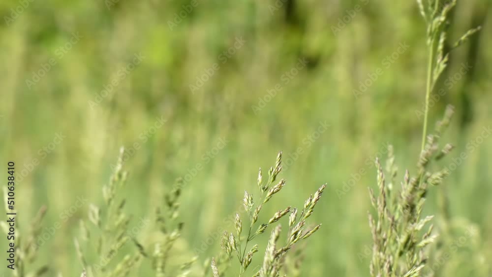 Blooming grass sways in the wind camera tilt Blooming grass sways in the wind camera tilt
