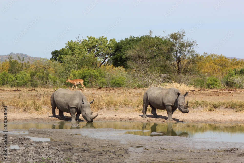 Breitmaulnashorn / Square-lipped rhinoceros / Ceratotherium simum Breitmaulnashorn / Square-lipped rhinoceros / Ceratotherium simum