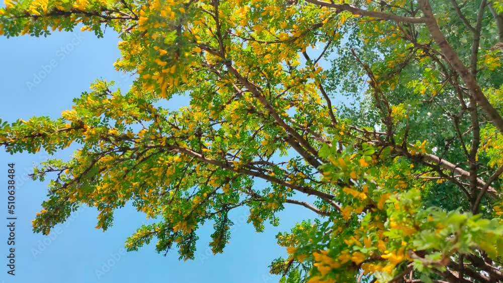 Blooming tree with yellow flowers. The top of a flowering tree against the blue sky. Summer background. Blooming tree with yellow flowers. The top of a flowering tree against the blue sky. Summer background.