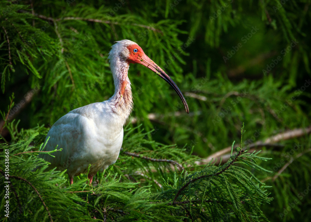 Fototapeta premium White Ibis in a tree!