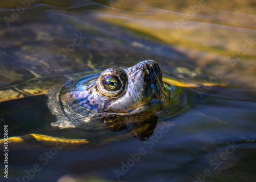 Red-eared Slider coming up for a look!