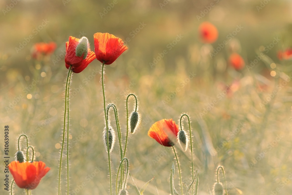 Naklejka premium Poppies in a rape field on a spring morning