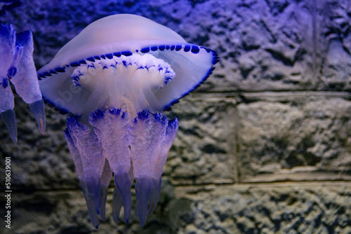 Jellyfish sea lung in the Aquarium garden in Pula