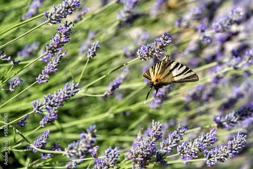 butterfly in flowers © Rafal