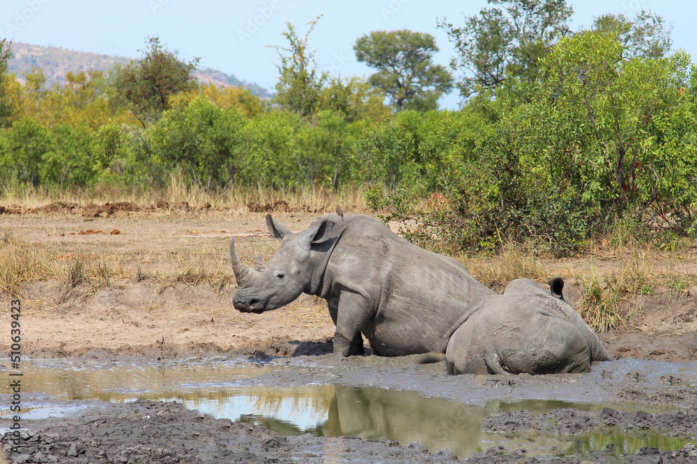 Fototapeta premium Breitmaulnashorn / Square-lipped rhinoceros / Ceratotherium simum