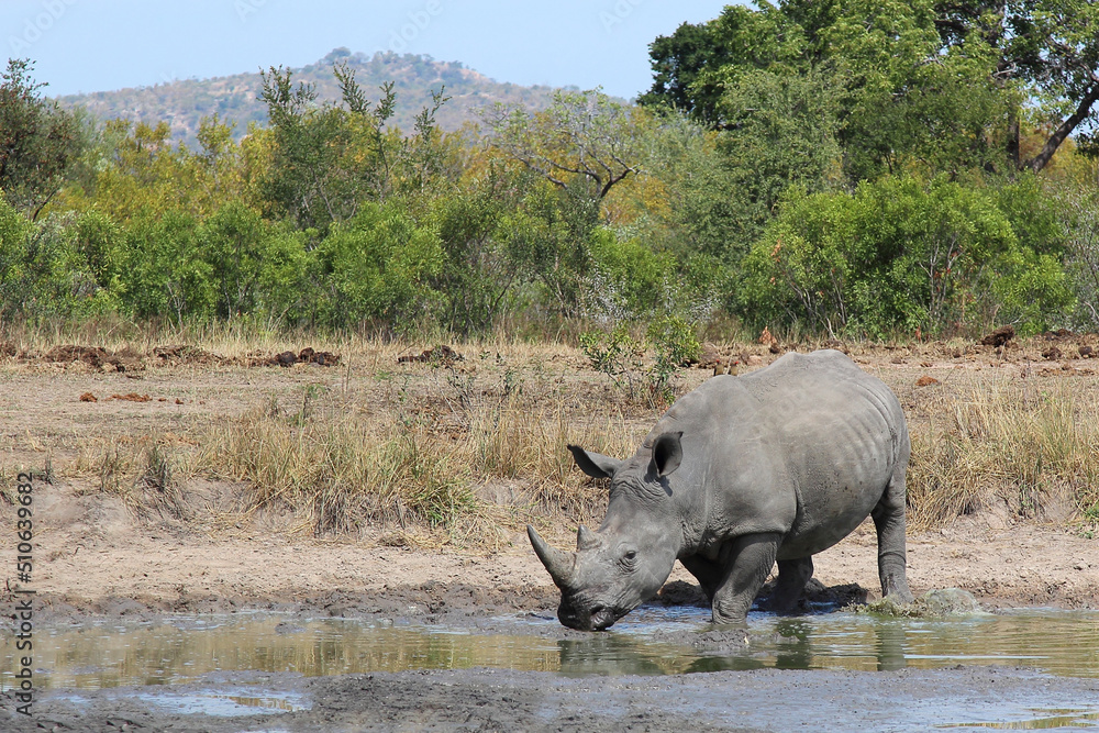 Breitmaulnashorn / Square-lipped rhinoceros / Ceratotherium simum Breitmaulnashorn / Square-lipped rhinoceros / Ceratotherium simum
