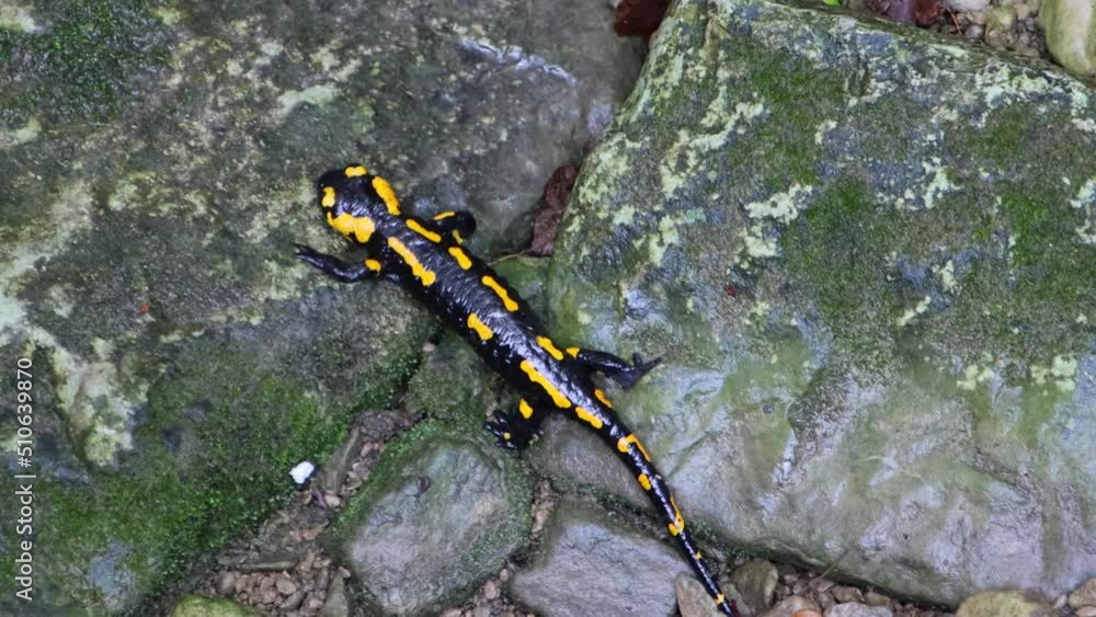 Close up of Fire Salamander climbing through rocks, also called Salamandra salamandra or Feuersalamander Close up of Fire Salamander climbing through rocks, also called Salamandra salamandra or Feuersalamander
