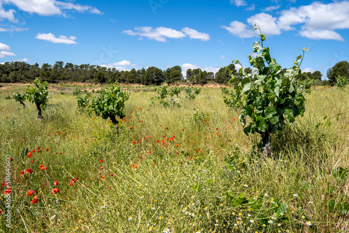 Organic vineyards