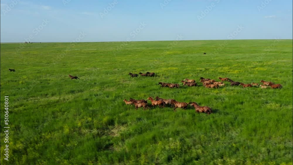 Wild Horses Running, Wild mustangs run on the beautiful green grass, Dust from under the hooves. Herd of horses, mustangs running on steppes aerial view. Slow motion, 10 bit color video