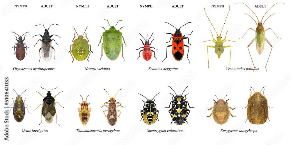 Φωτογραφία Bug species of Mediterranean Region (Insects of the order Hemiptera)