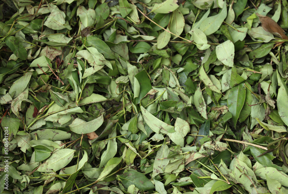 Fototapeta premium leaves and branches of cut hedge-