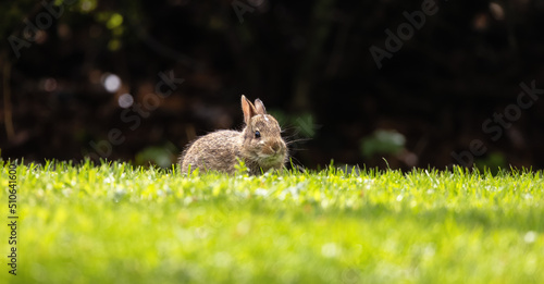 Wild Baby Rabbit sitting and eating on green grass. Sunny Spring Day. © edb3_16