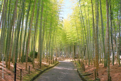 公園の竹林