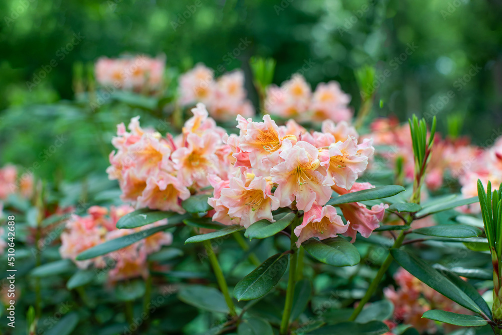 łososiowy rododendron w ogrodzie, rhododendron	 - obrazy, fototapety, plakaty 