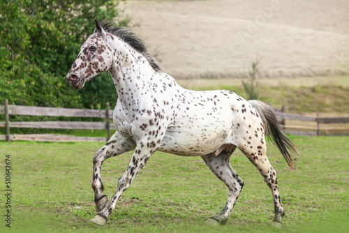 Portrait of a knabstrup horse galloping on a pasture in summer outdoors