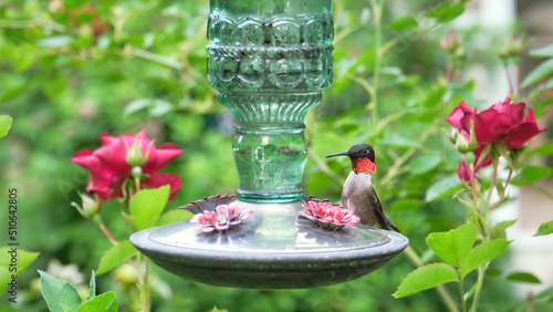 Ruby throated hummingbird at glass feeder among roses