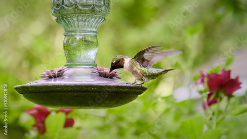 Ruby throated hummingbird at antique glass feeder in rose garden