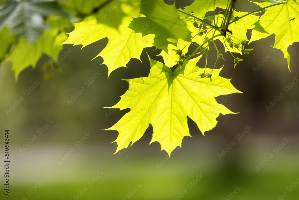 Green Vibrant Tree. Sunny Spring Day. Canadian Nature Background. Taken in Vancouver, BC, Canada. Green Vibrant Tree. Sunny Spring Day. Canadian Nature Background. Taken in Vancouver, BC, Canada.