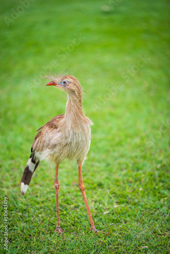 Seriema Cariama cristata bird on green grass looking sideways