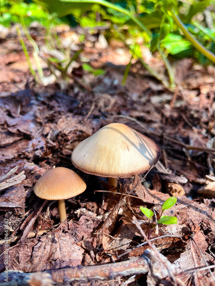 Funghi I Funghi I