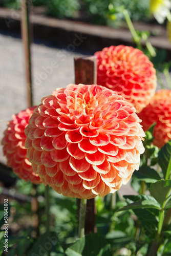 Tacoma Washington Flower Garden photo