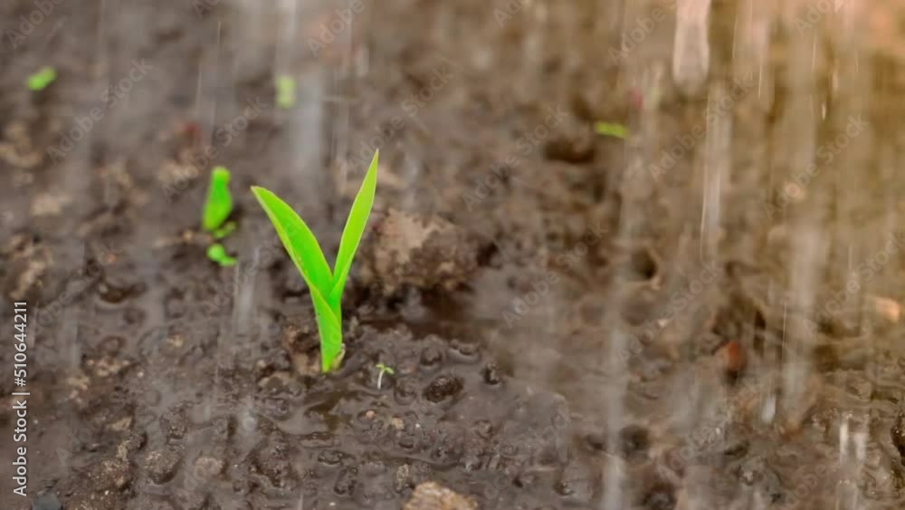 Dry soil from the garden with growing young corn is abundantly watered in slow motion. rain effect Dry soil from the garden with growing young corn is abundantly watered in slow motion. rain effect
