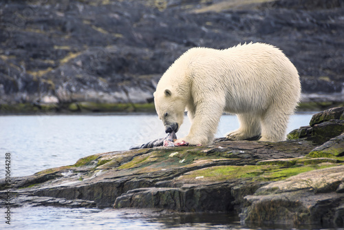 Polar Bear (Ursus maritimus) feeding on a seal carcass, Button Islands, Labrador, Canada