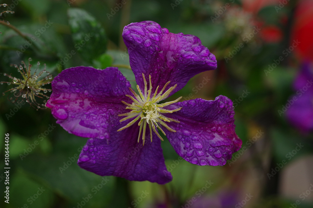 purple flower water drops purple flower water drops
