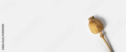 Dry poppy head on a white background. Top view, flat lay. Banner photo