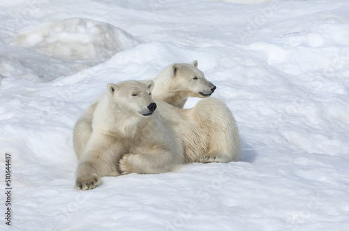 Mother polar bear with a two years old cub (Ursus Maritimus), Wrangel Island, Chuckchi Sea, Russian Far East, Asia