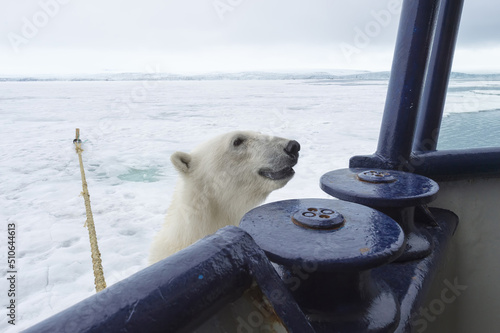 Polar Bear (Ursus maritimus) trying to climb an expedition ship, Svalbard Archipelago, Norway photo