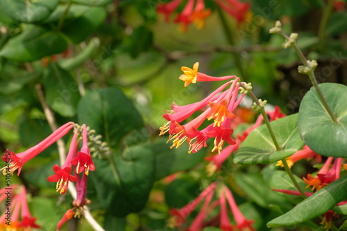 Lonicera sempervirens in full blooming photo